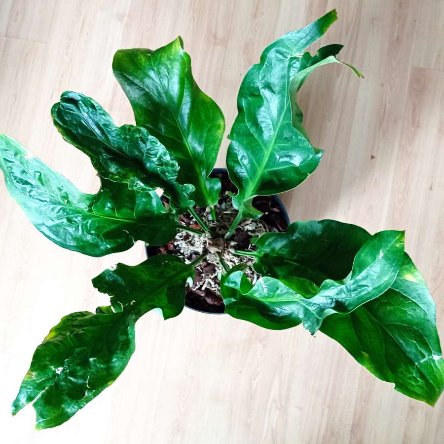 Anthurium wagenerianum 2