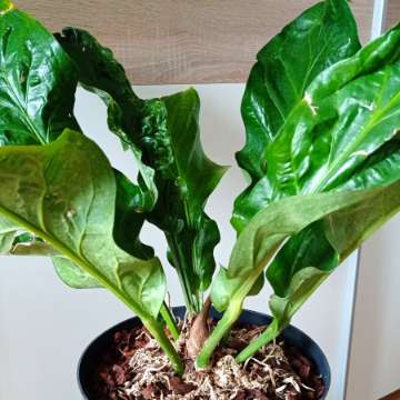 Anthurium wagenerianum