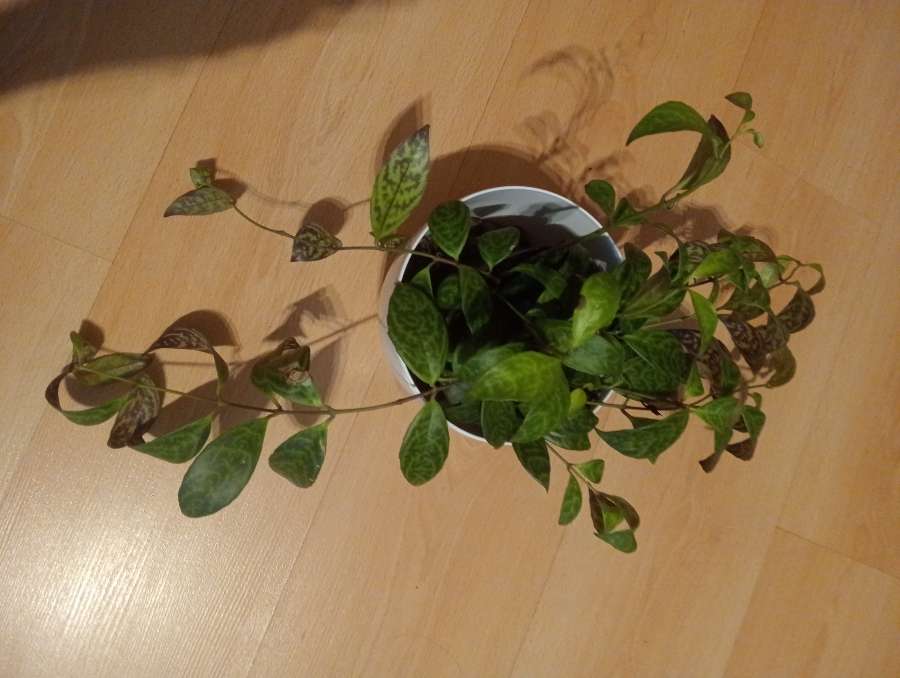 Aeschenanthus marmurkowy 2