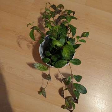 Aeschenanthus marmurkowy