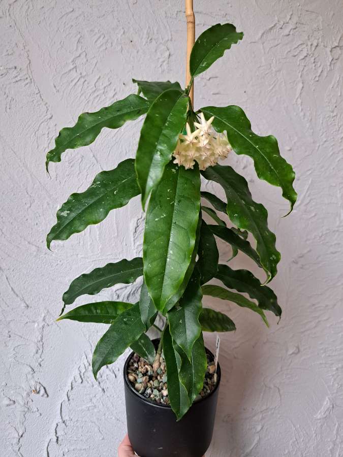 Hoya lockii 4