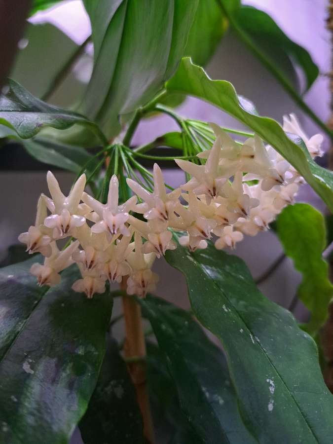 Hoya lockii 3