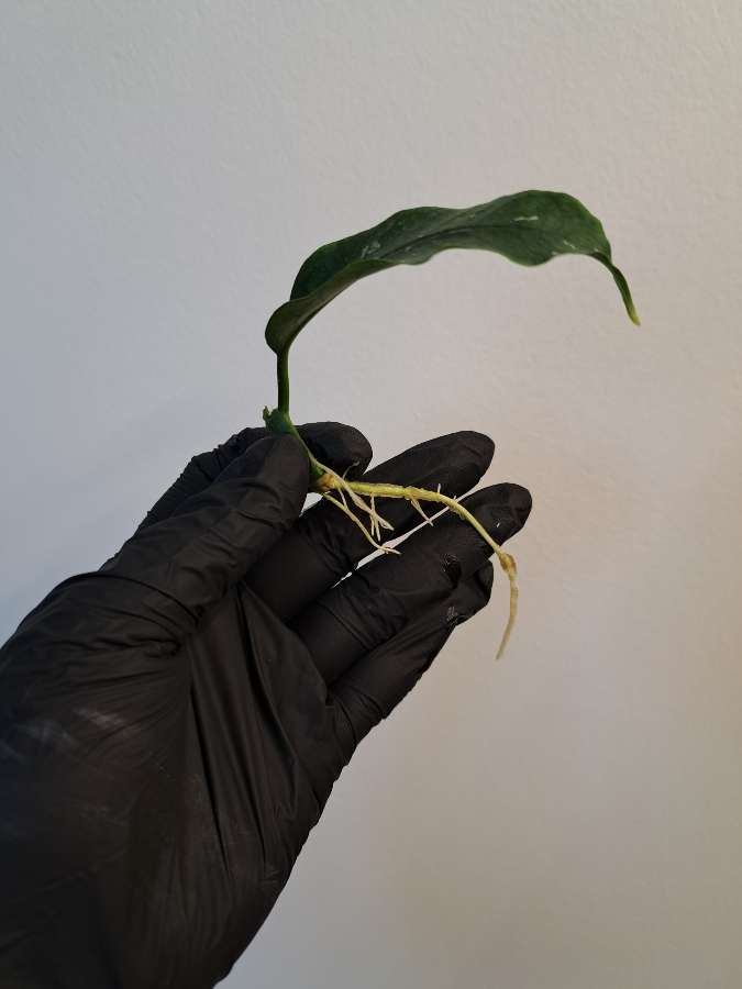Hoya lockii 2