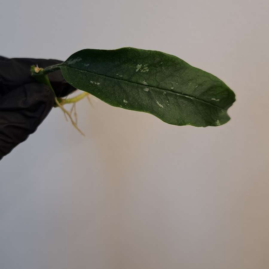 Hoya lockii
