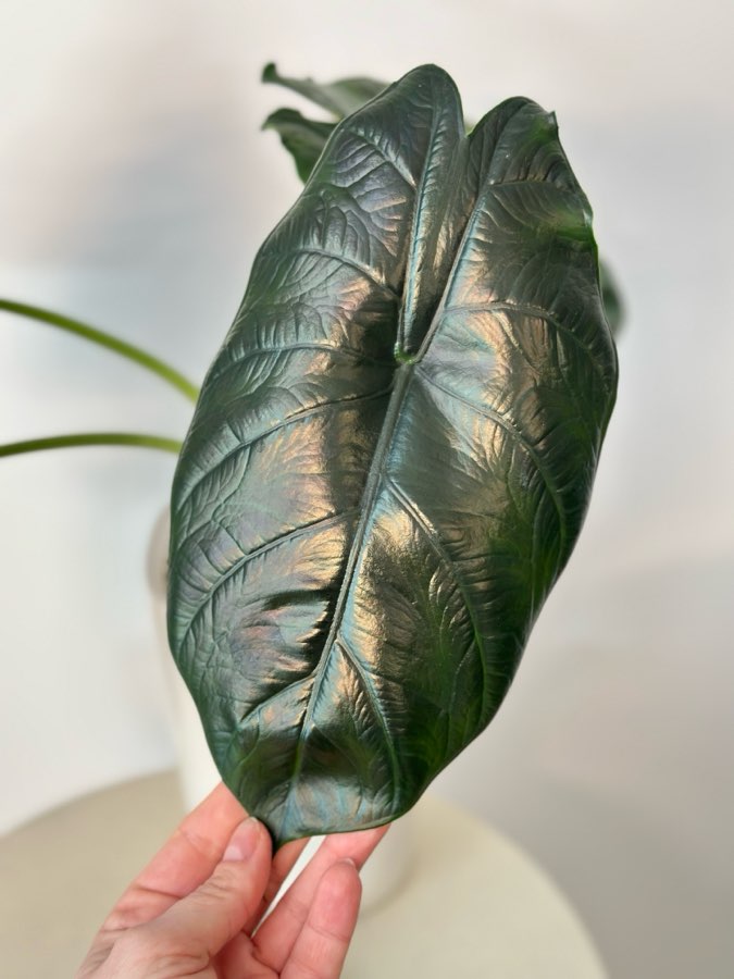 Alokazja Green Unicorn - bulwy 🥔 4