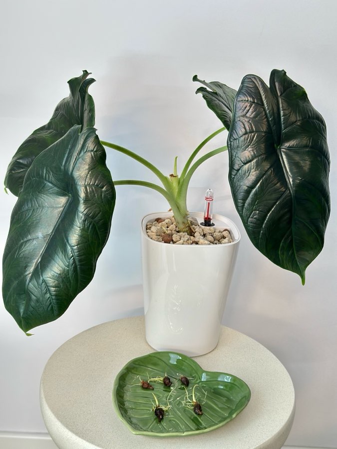 Alokazja Green Unicorn - bulwy 🥔 5