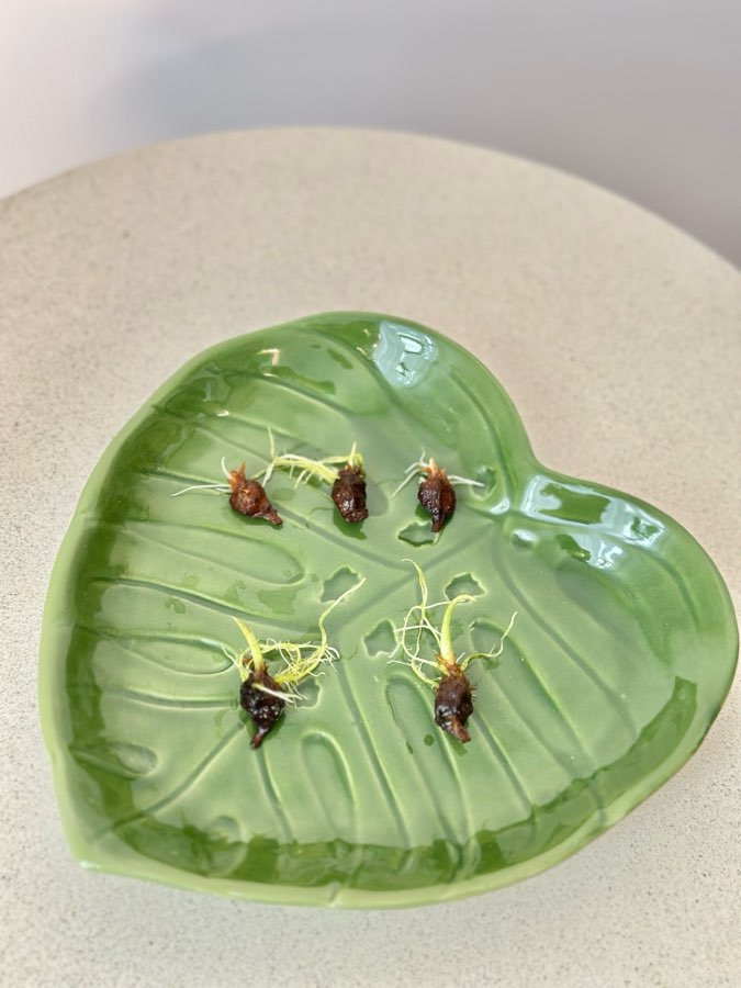 Alokazja Green Unicorn - bulwy 🥔 3