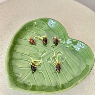 Alokazja Green Unicorn - bulwy 🥔