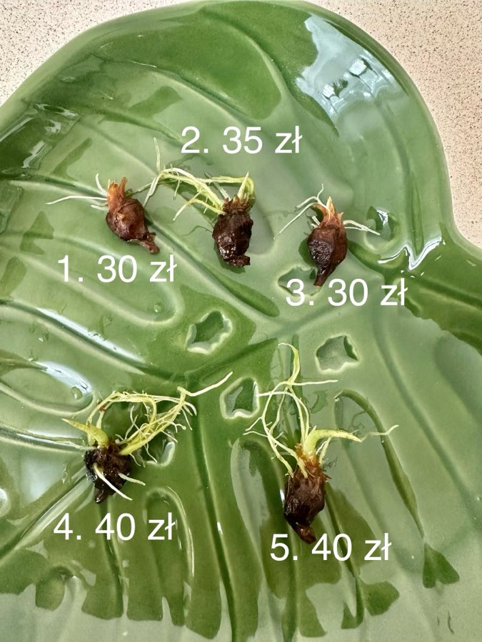 Alokazja Green Unicorn - bulwy 🥔 2