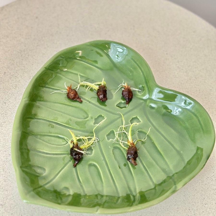 Alokazja Green Unicorn - bulwy 🥔