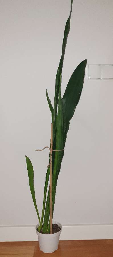 Wysoka sansewieria, wężownica, wys. 129cm 2