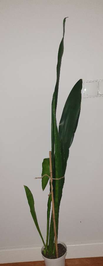 Wysoka sansewieria, wężownica, wys. 129cm 4