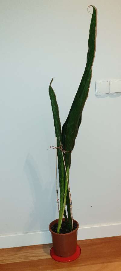 Wysoka sansewieria, 127cm 5