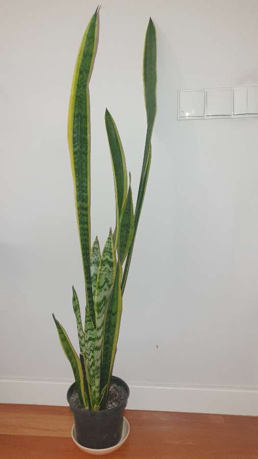 Wysoka sansewieria, wężownica, wys. 114cm 4
