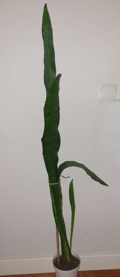 Wysoka sansewieria, wężownica, wys. 129cm 3