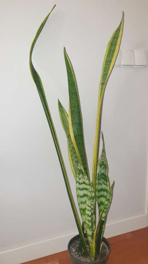 Wysoka sansewieria, wężownica, wys. 114cm 3
