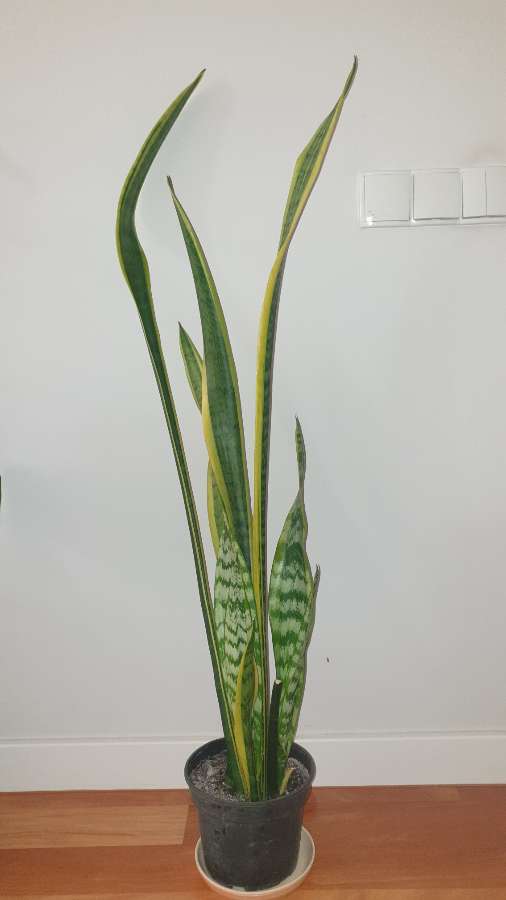 Wysoka sansewieria, wężownica, wys. 114cm 2