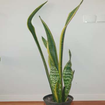 Wysoka sansewieria, wężownica, wys. 114cm