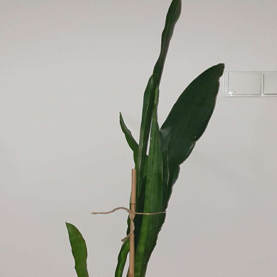 Wysoka sansewieria, wężownica, wys. 129cm