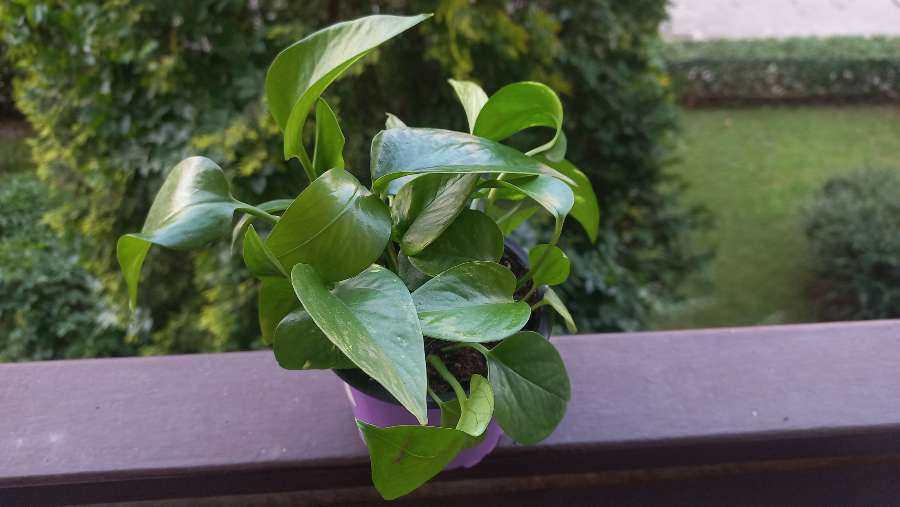 Epipremnum aureum 3