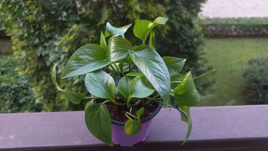 Epipremnum aureum 2
