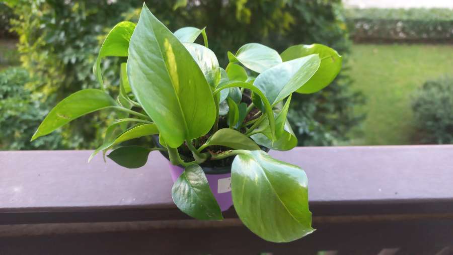 Epipremnum aureum 4