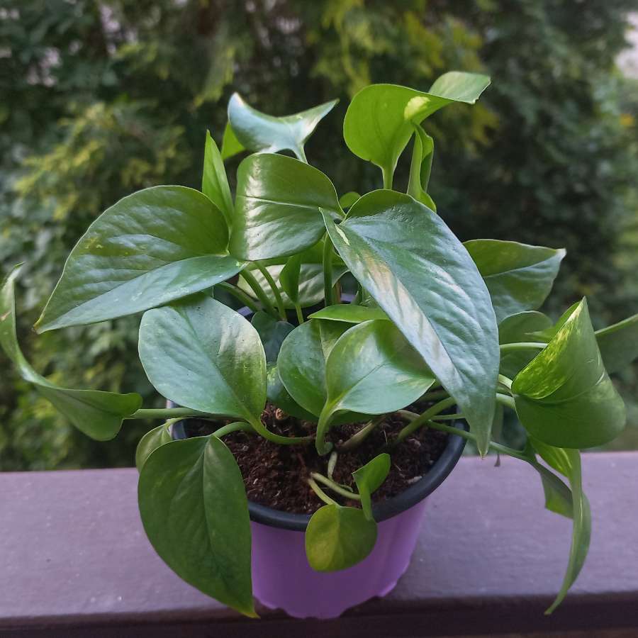 Epipremnum aureum