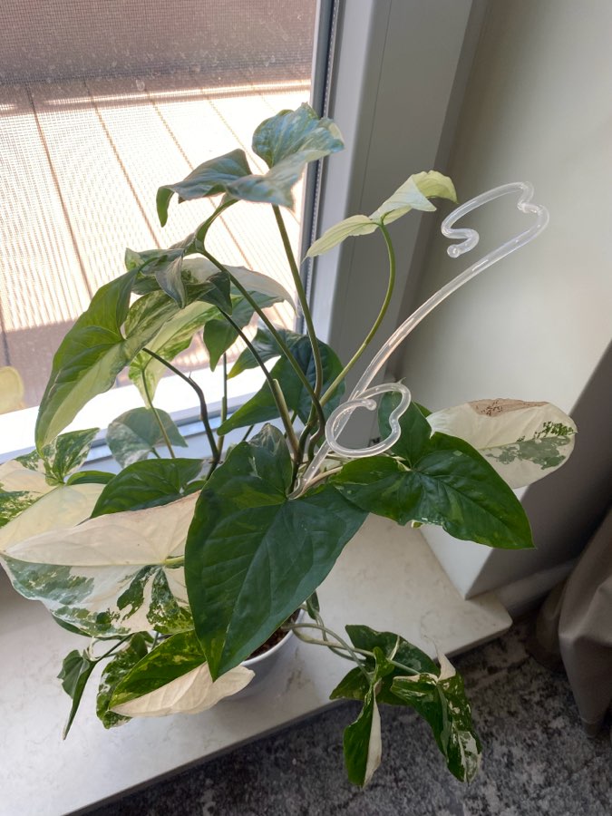 Syngonium emerald gem 3