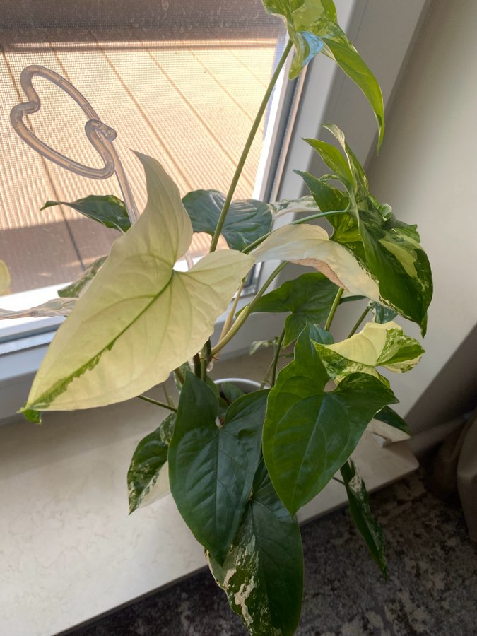 Syngonium emerald gem 2