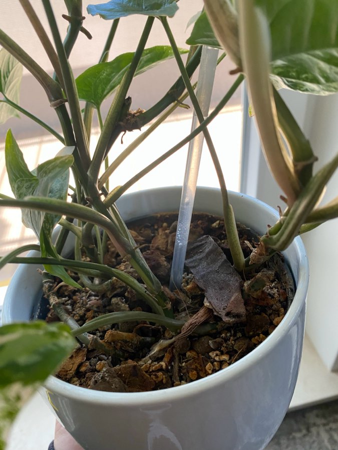 Syngonium emerald gem 4