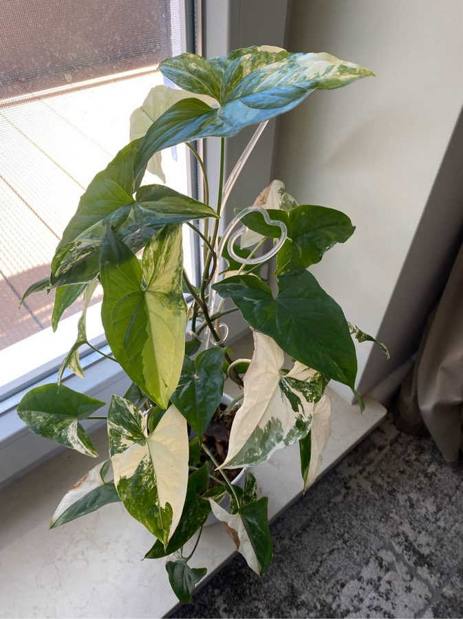 Syngonium emerald gem