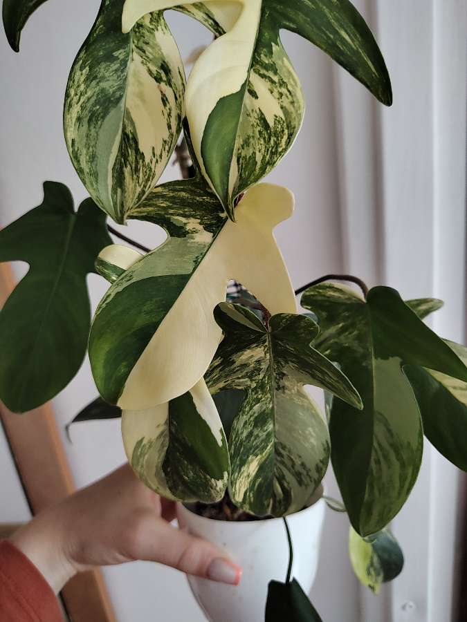 Philodendron florida beauty 5