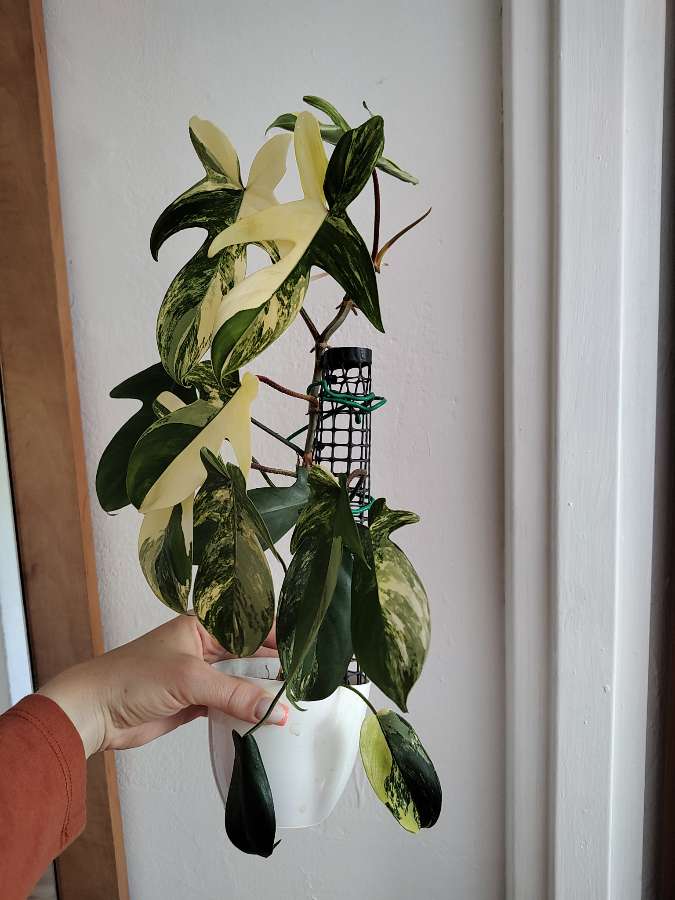 Philodendron florida beauty 2
