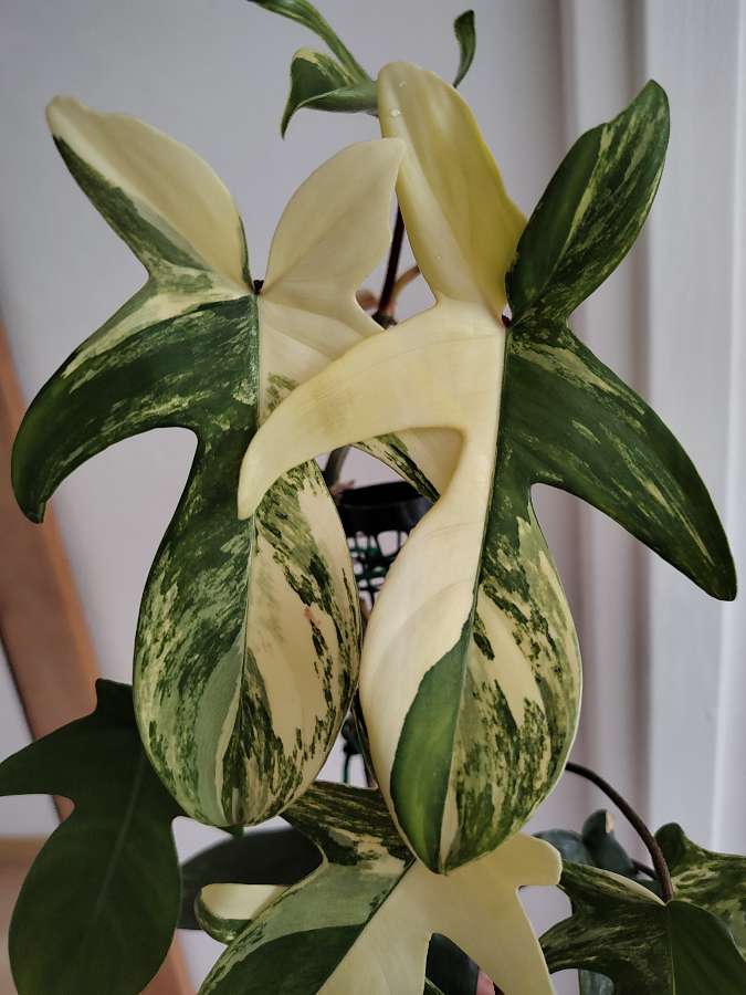 Philodendron florida beauty 4