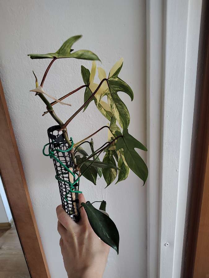 Philodendron florida beauty 3