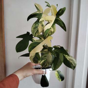 Philodendron florida beauty