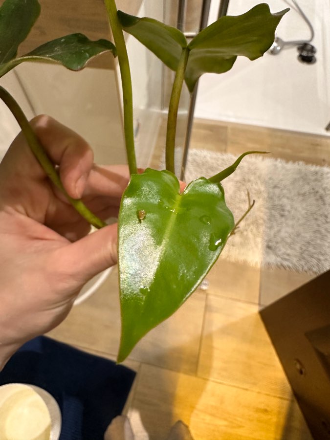 Philodendron Ilsemanii green 4