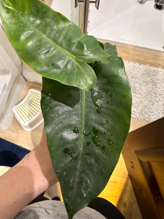 Philodendron Ilsemanii green 2
