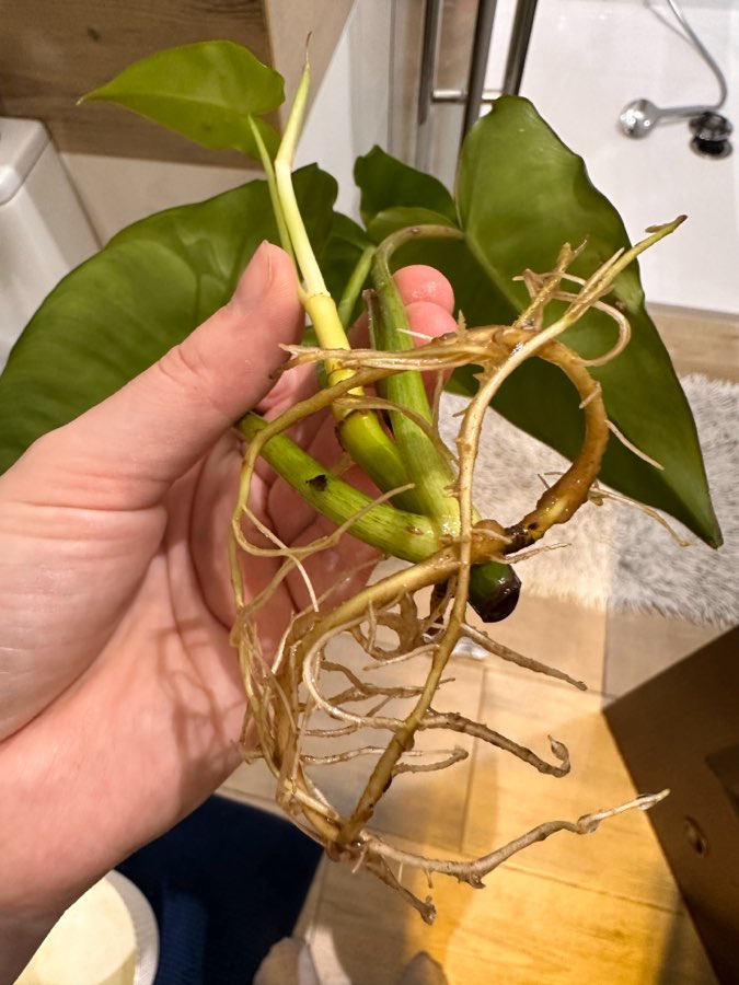 Philodendron Ilsemanii green 3