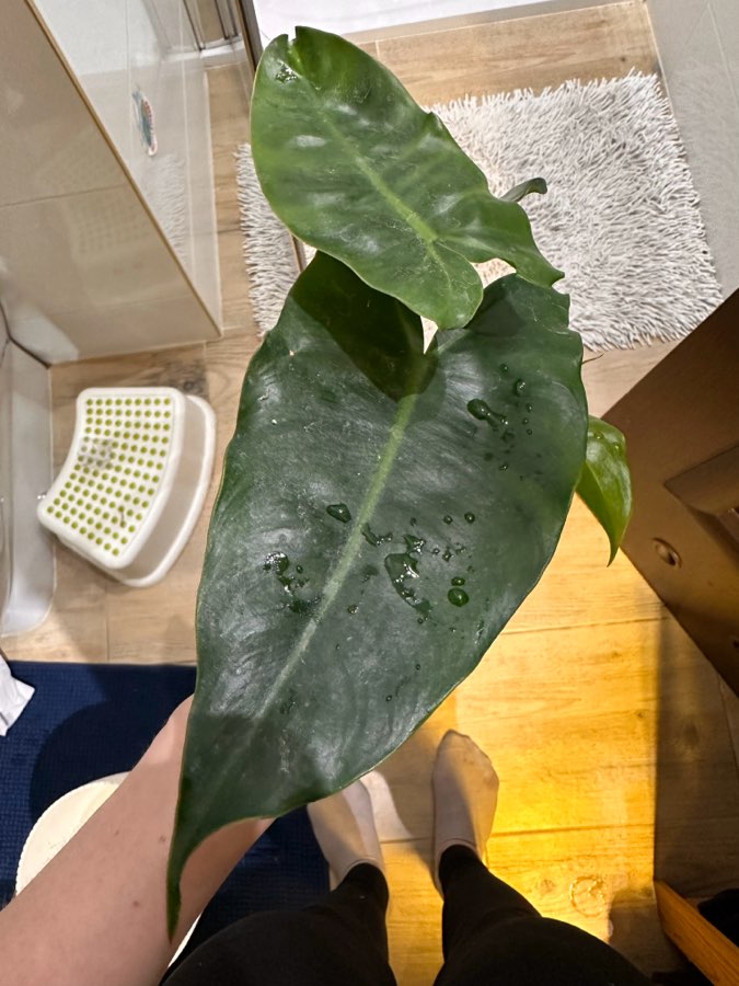 Philodendron Ilsemanii green 5