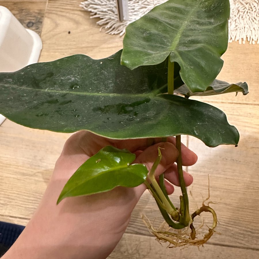 Philodendron Ilsemanii green