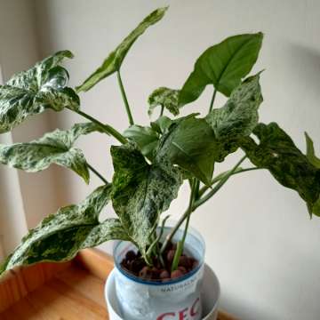 Syngonium Mohito