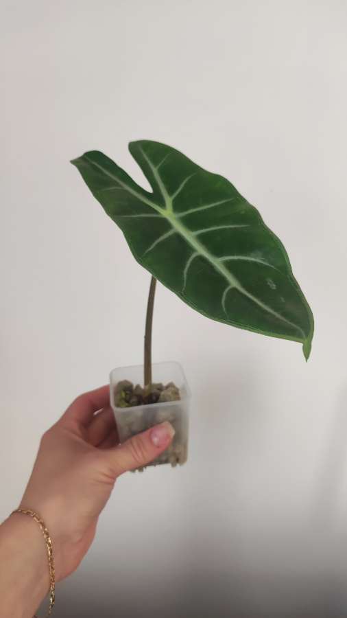 Alokazja Longiloba 2