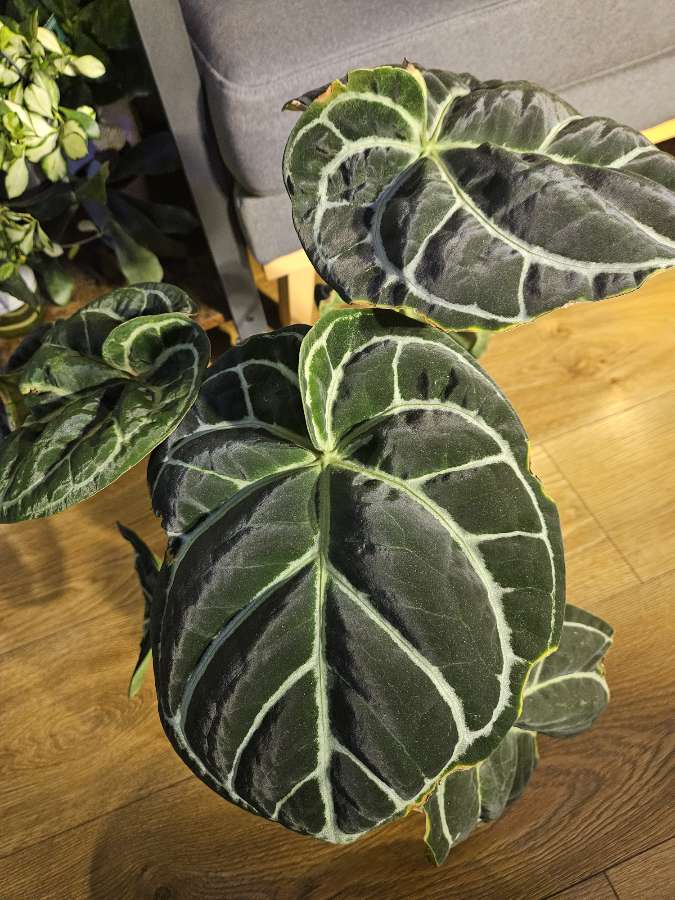 Anthurium crystallinum x [dark select] 3