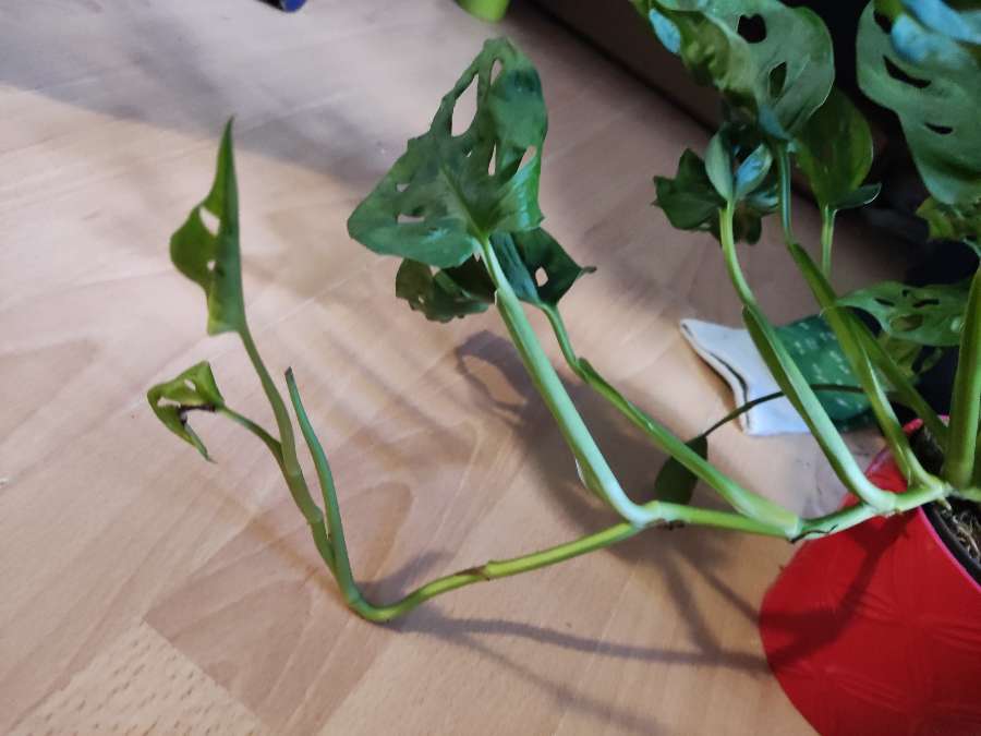 Monstera monkey 2