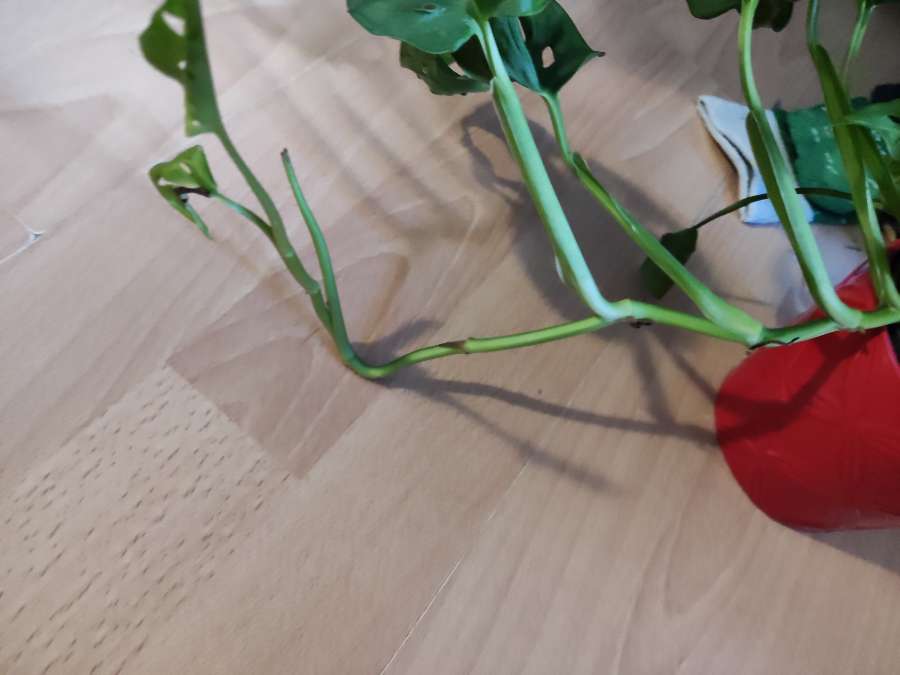 Monstera monkey 3