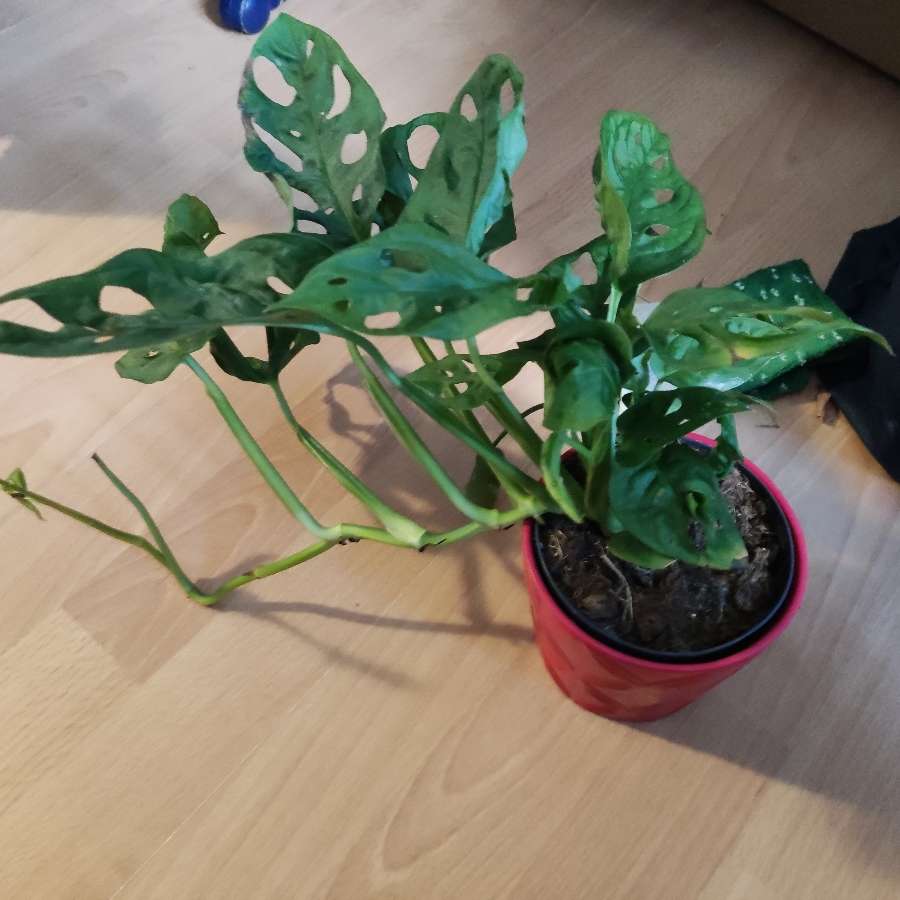 Monstera monkey