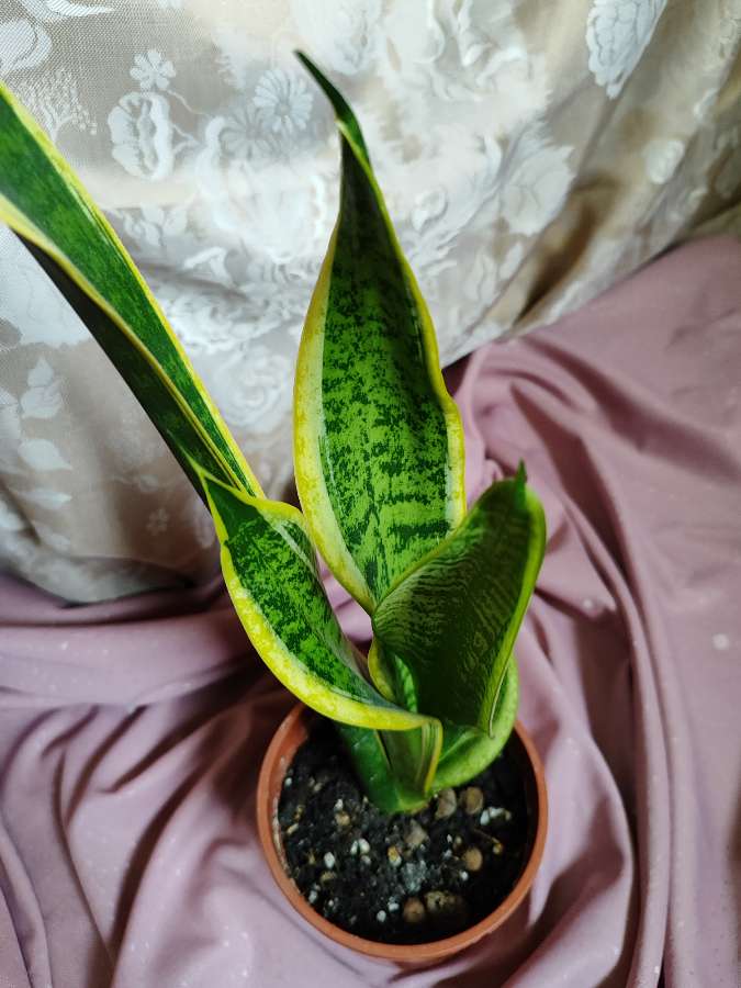 Sansevieria 3