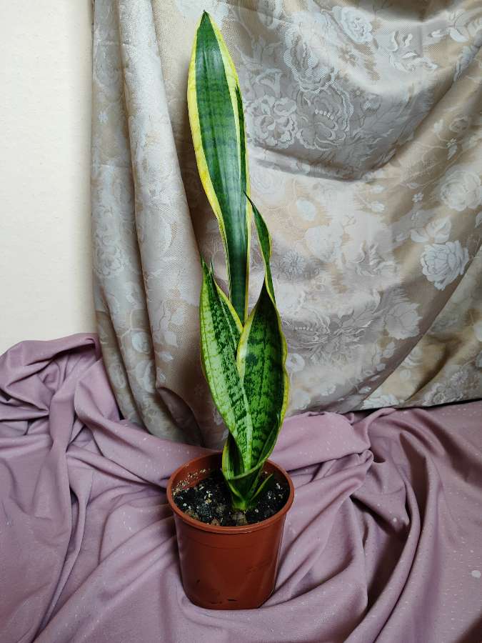 Sansevieria 2