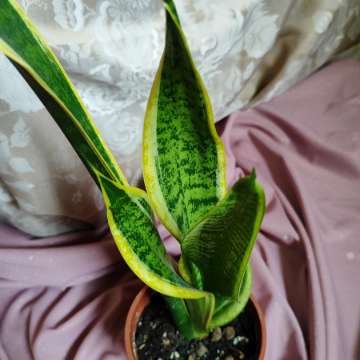 Sansevieria